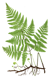 picture of a fern showing the root system