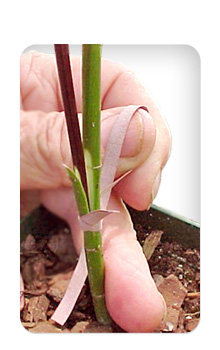 image of grafting technique