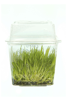 photo of micropropagation container