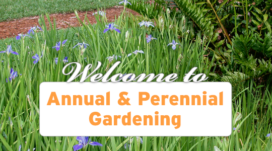 Welcome to Annual & Perennial Gardening
