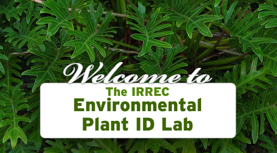 Welcome to the IRREC Environmental Plant ID Lab