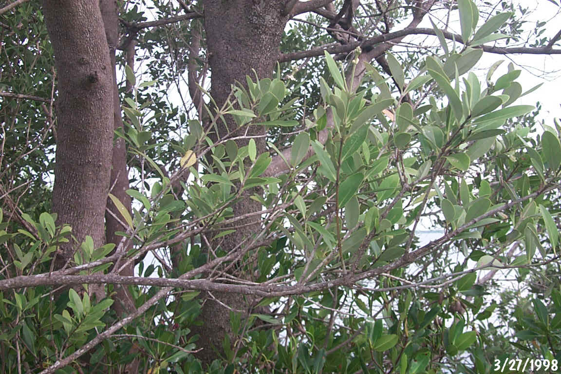 Black Mangrove.JPG (319101 bytes)