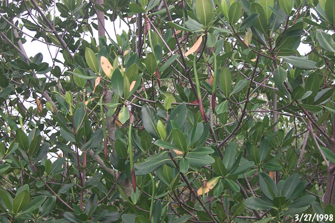 Red Mangrove