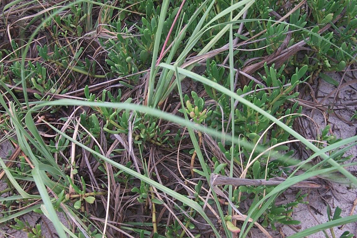 purslane.jpg (276274 bytes)