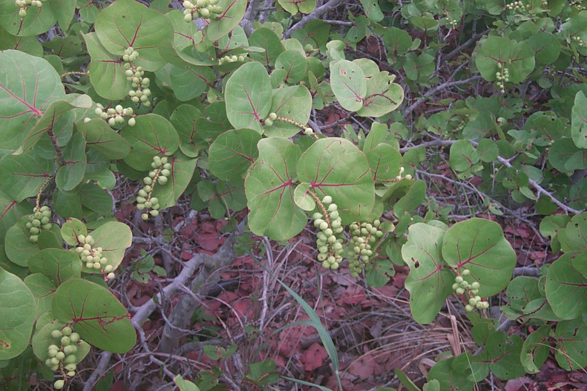 seagrapefruit.jpg (203475 bytes)