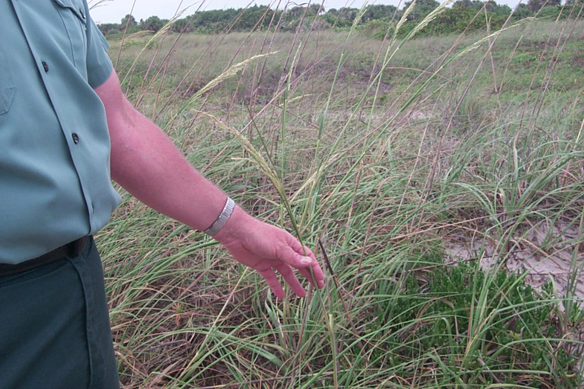seaoat.jpg (230367 bytes)