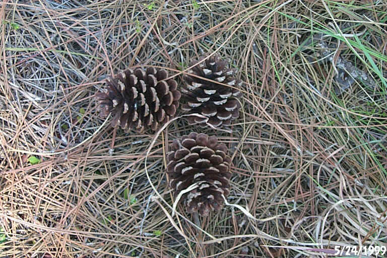 Slash Pine Cones.JPG (277238 bytes)