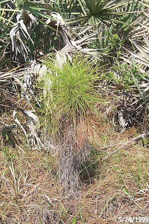 Slash Pine (densa) 2.JPG (333035 bytes)