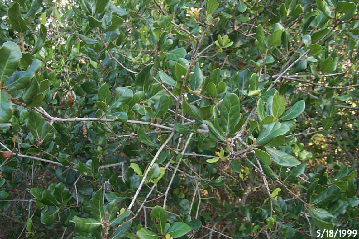 Quercus myrtifolia