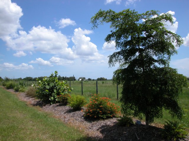 viewoflineargarden7192007.jpg