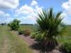 viewoflineargarden71920072_small.jpg