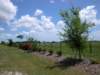 viewoflineargarden71920074_small.jpg