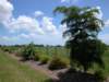 viewoflineargarden7192007_small.jpg