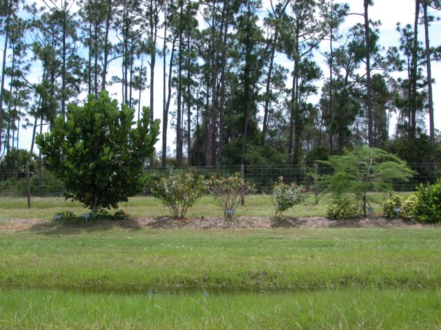 viewoflineargarden7252007.jpg