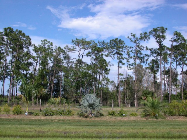 viewoflineargarden72520072.jpg