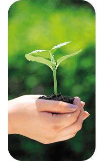 hands holding a new seedling