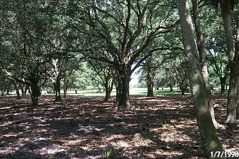 Oak Hammock.JPG (311775 bytes)