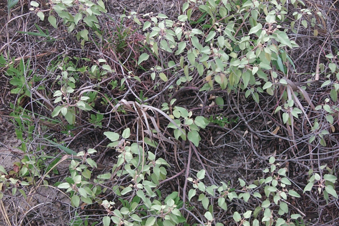 beachcroton.jpg (281016 bytes)