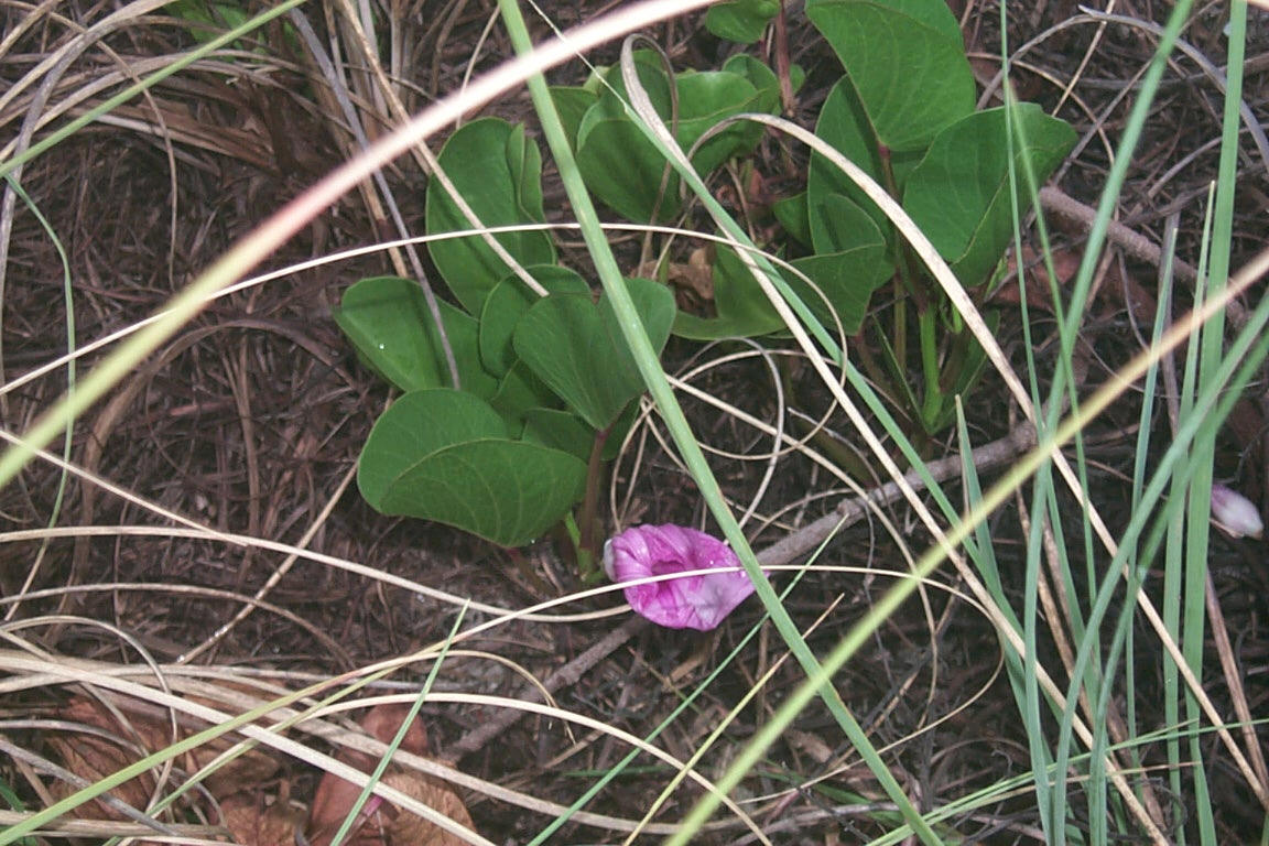 jamaicanmorningglory.jpg (210942 bytes)