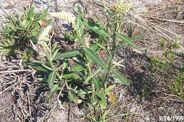Blackroot 2.JPG (296867 bytes)