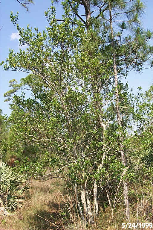 Dune Holly.JPG (321694 bytes)