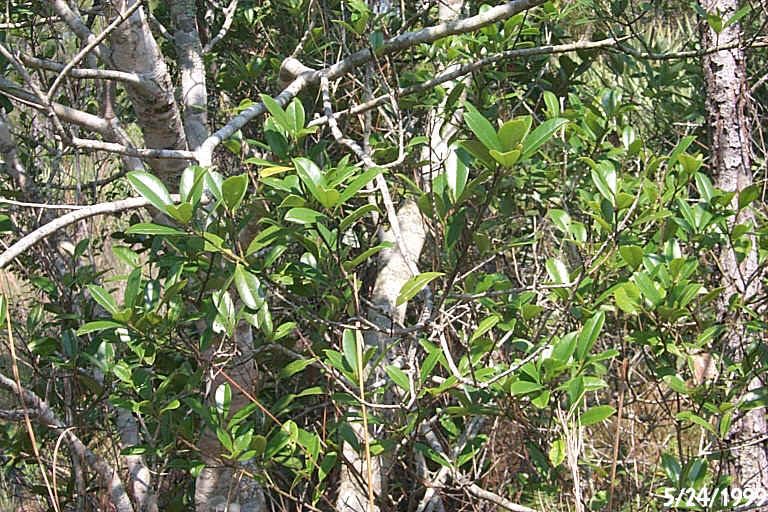 Dune Holly 2.JPG (296313 bytes)