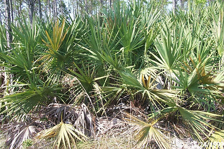 Saw Palmetto.JPG (326027 bytes)
