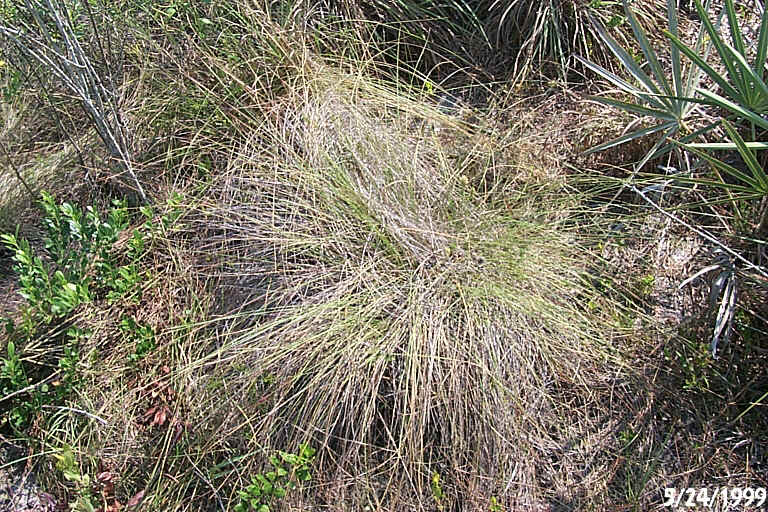 Wire Grass 2.JPG (354549 bytes)