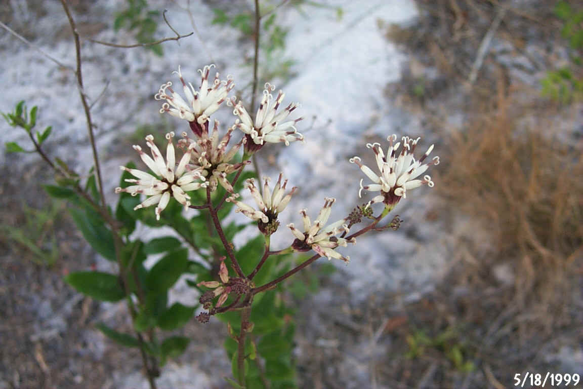 P0000437.jpg (210525 bytes)
